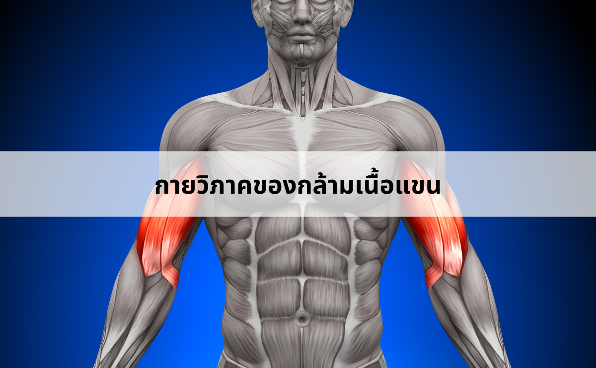 กายวิภาคของกล้ามเนื้อแขน