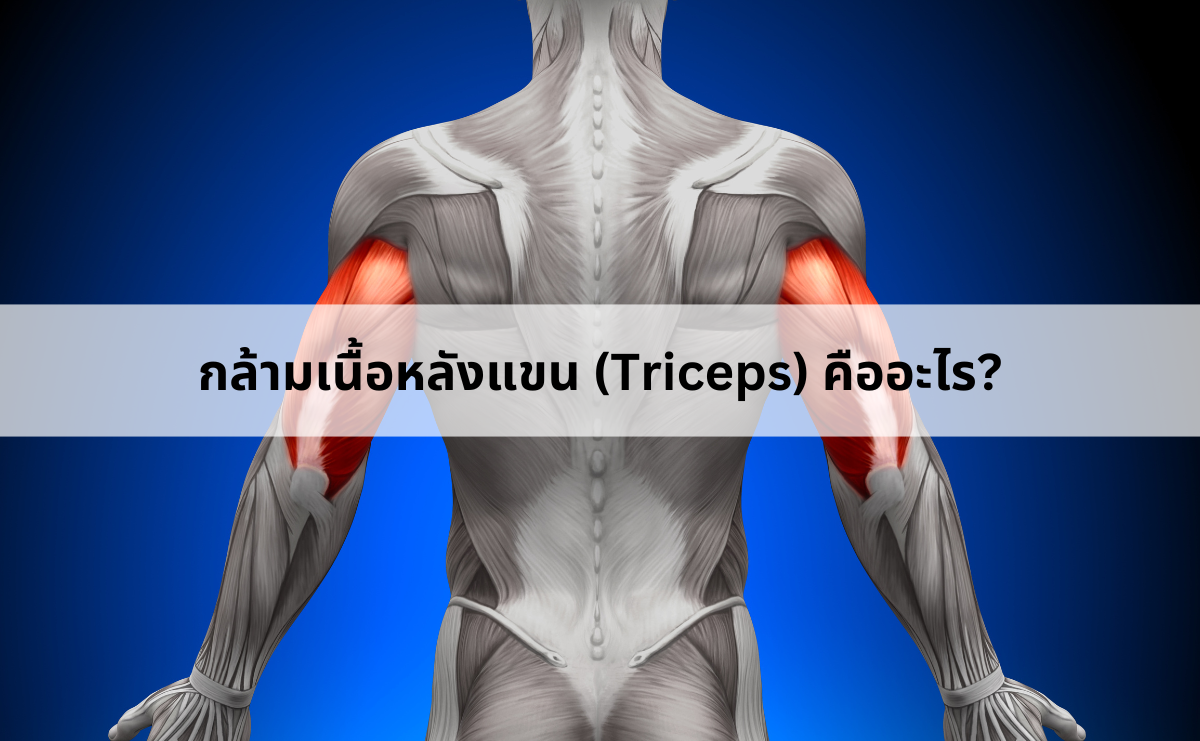 กล้ามเนื้อหลังแขน (Triceps) 