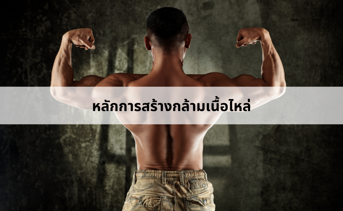 หลักการสร้างกล้ามเนื้อไหล่